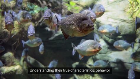 Bony fish with the strongest bite Figgerits [ Answers ].